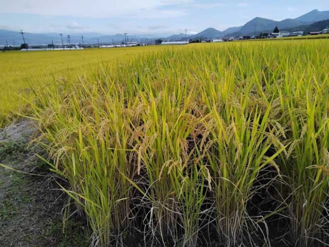 「マンゲツモチ」