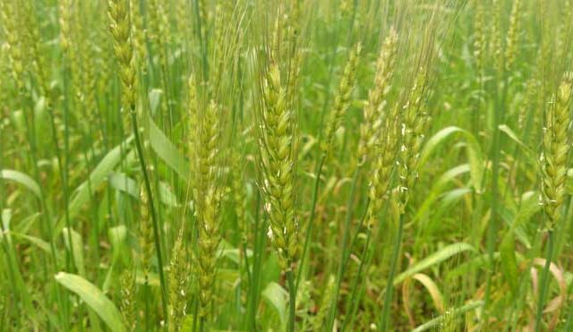 コッペパンで山口県産小麦と米粉の普及拡大を